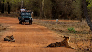 Find Out the Best Time to Visit before Making a Reservation at a Tadoba Accommodation